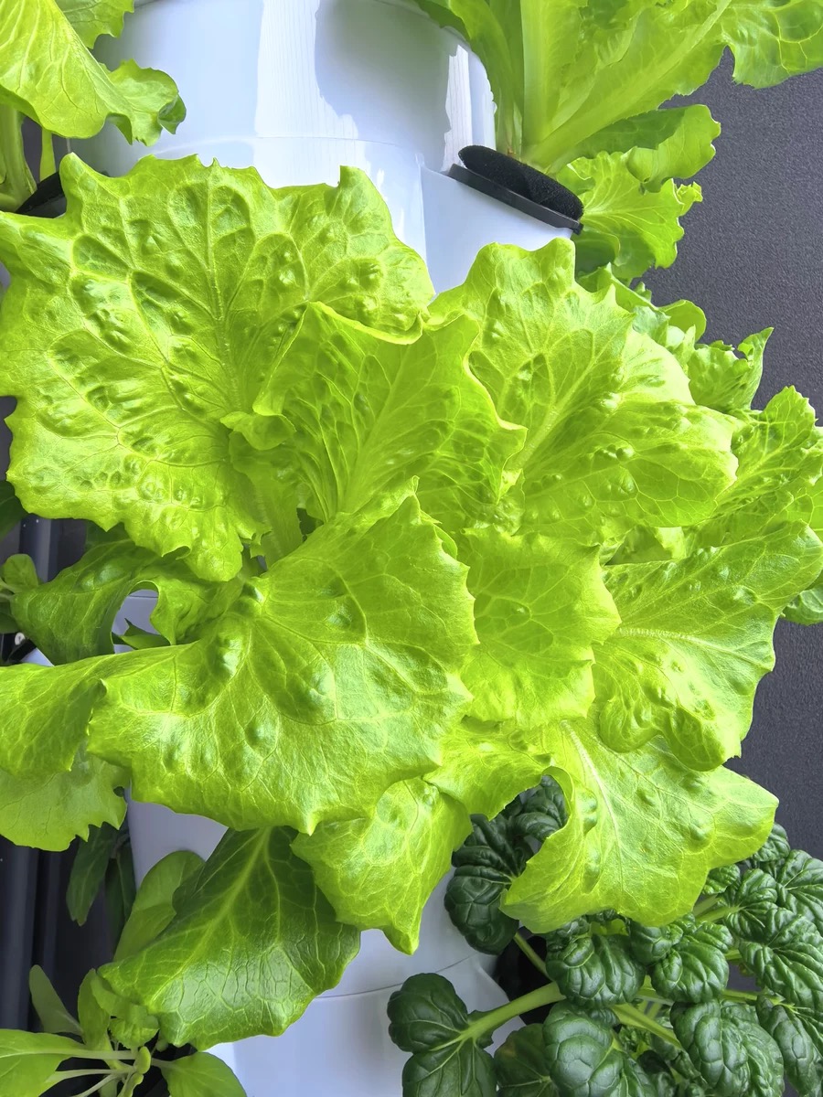 Новая коммерческая аэропонная  – обзор и цена Hydroponic Nft Channel